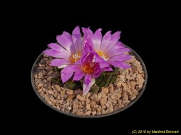 Ariocarpus agavoides 1360